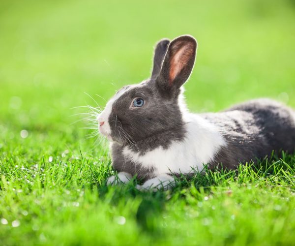 pet-rabbit-on-green-grass-P5EQ5GR